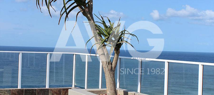 Cỏ trang trí bể bơi(Nam Phi)