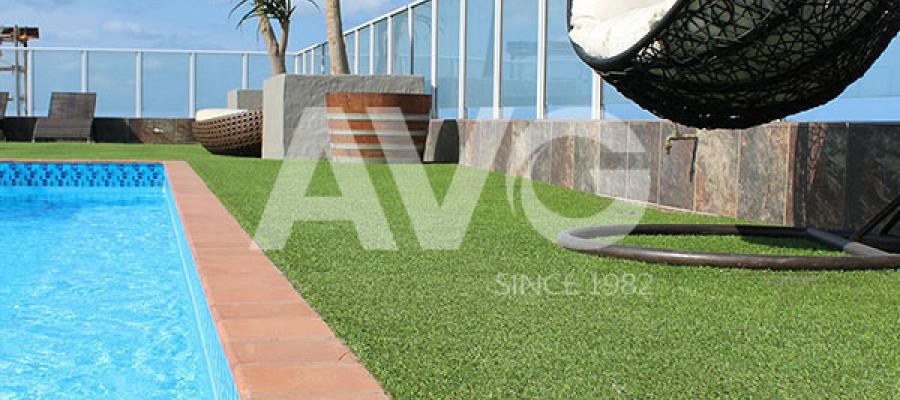 Cỏ trang trí bể bơi(Nam Phi)