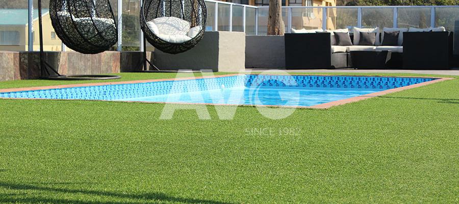 Cỏ trang trí bể bơi(Nam Phi)