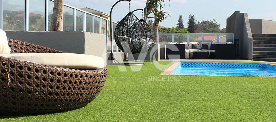 Cỏ trang trí bể bơi(Nam Phi)