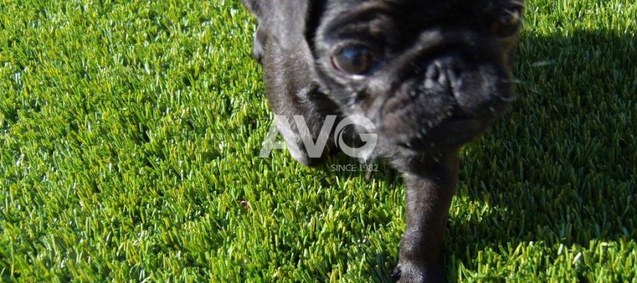 Cỏ nhân tạo cho thú cưng