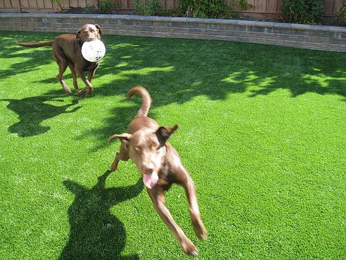 Sân chơi cỏ nhân tạo cho thú cưng của bạn