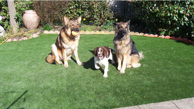 Sân chơi cỏ nhân tạo cho thú cưng của bạn