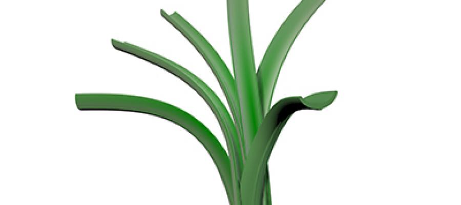 Dòng cỏ Classic 120