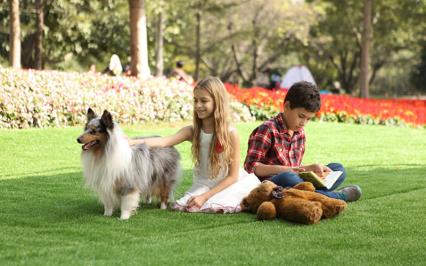 Chất chống cháy, Tính năng chống cháy, Báo cáo SGS